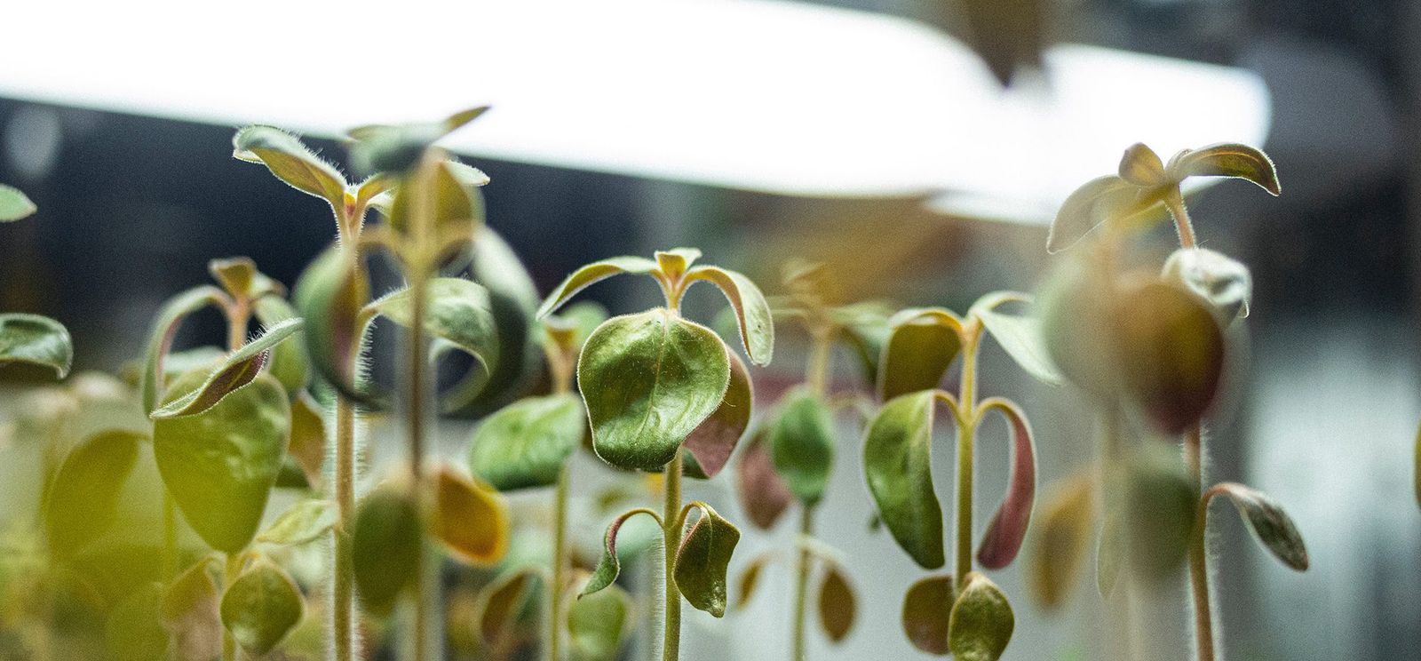 Mastering Growth – nichts geht ohne Grundlagen