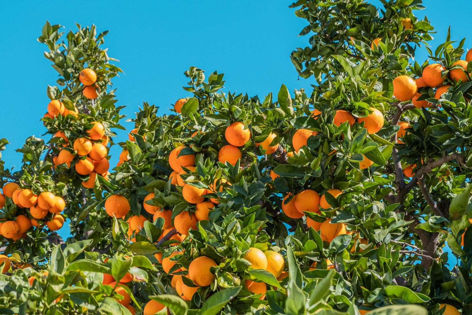 Foto von Philippe Gauthier auf Unsplash