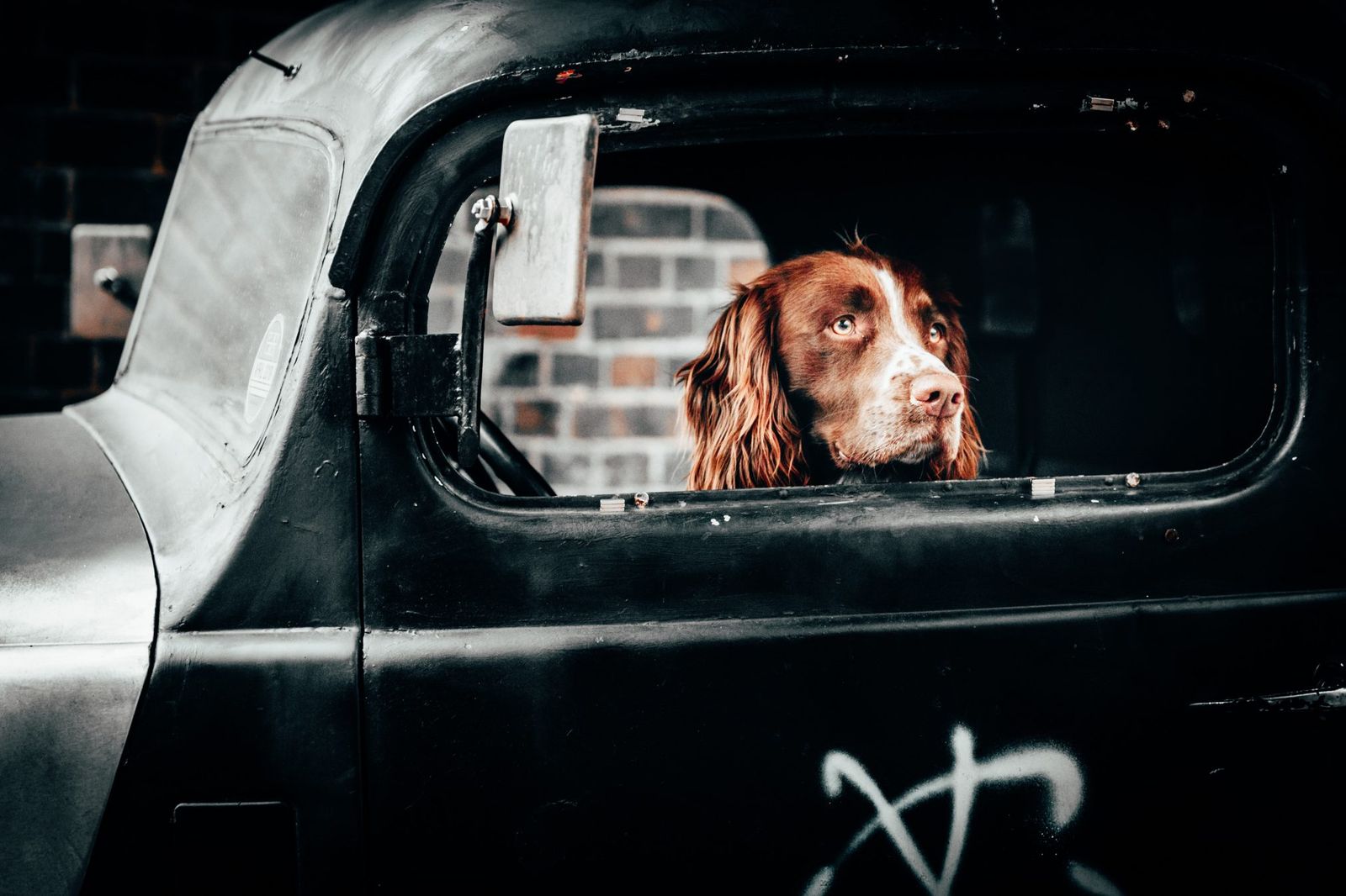 Geringe Kosten, grosser Impact: Der “Dog Mode” bei Tesla